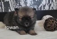Rowan , a male Pomeranian for sale in Erie, IL – Photo 1 of 3