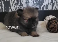 Rowan , a male Pomeranian for sale in Erie, IL – Photo 2 of 3