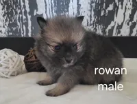 Rowan , a male Pomeranian for sale in Erie, IL – Photo 3 of 3