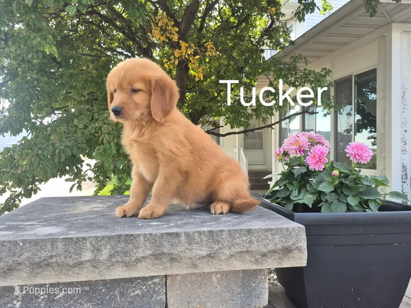 Tucker  – Golden Retriever puppy for sale in Erie, IL