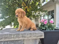 Tucker , a male Golden Retriever for sale in Erie, IL – 1 of 3