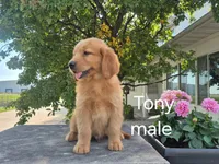 Tony , a male Golden Retriever for sale in Erie, IL – 1 of 3