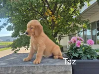 Taz , a male Golden Retriever for sale in Erie, IL – 2 of 3