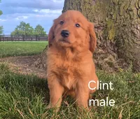 Clint, a male Golden Retriever for sale in Erie, IL – 2 of 3