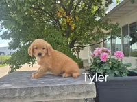 Tyler, a male Golden Retriever for sale in Erie, IL – 3 of 3