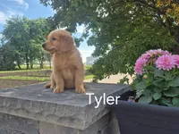 Tyler, a male Golden Retriever for sale in Erie, IL – 2 of 3