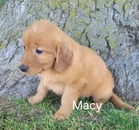 Macy, a female Golden Retriever for sale in Erie, IL – 2 of 3