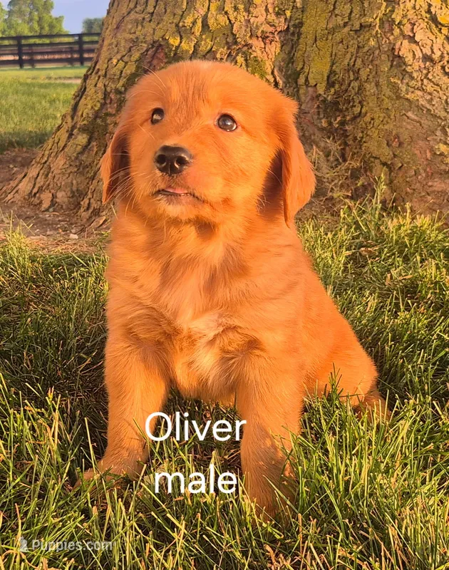 Oliver  – Golden Retriever puppy for sale in Erie, IL