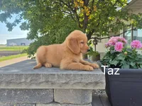 Taz , a male Golden Retriever for sale in Erie, IL – 1 of 3