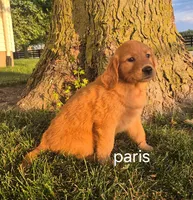 Paris , a female Golden Retriever for sale in Erie, IL – 3 of 3