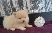 Oliver , a male Pomeranian for sale in Erie, IL – Photo 3 of 3