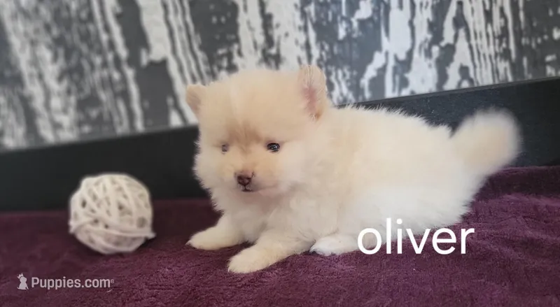 Oliver  – Pomeranian puppy for sale in Erie, IL