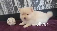 Oliver , a male Pomeranian for sale in Erie, IL – Photo 1 of 3