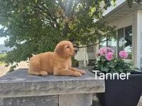 Tanner, a male Golden Retriever for sale in Erie, IL – 3 of 3