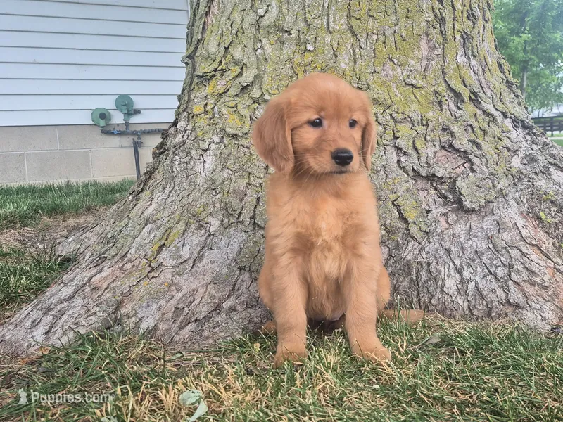 Macy – Golden Retriever puppy for sale in Erie, IL