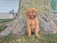 Macy, a female Golden Retriever for sale in Erie, IL – 1 of 2