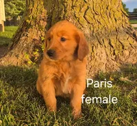 Paris , a female Golden Retriever for sale in Erie, IL – 1 of 3
