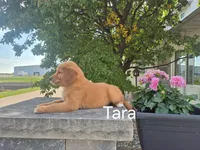 Tara, a female Golden Retriever for sale in Erie, IL – 3 of 3