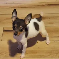  Beans, a male Toy Fox Terrier for sale in Kingman, AZ – Photo 1 of 4