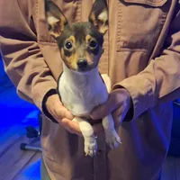  Beans, a male Toy Fox Terrier for sale in Kingman, AZ – Photo 2 of 4