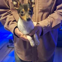  Beans, a male Toy Fox Terrier for sale in Kingman, AZ – Photo 3 of 4
