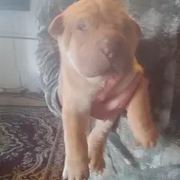 BAMBA, a male Chinese Shar-Pei for sale in Kingman, AZ – Photo 9 of 9