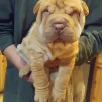 BAMBA, a male Chinese Shar-Pei for sale in Kingman, AZ – Photo 5 of 9