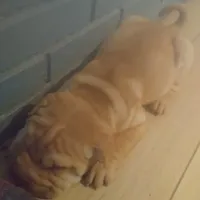 BAMBA, a male Chinese Shar-Pei for sale in Kingman, AZ – Photo 7 of 9