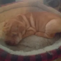 BAMBA, a male Chinese Shar-Pei for sale in Kingman, AZ – Photo 8 of 9