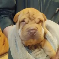 BAMBA, a male Chinese Shar-Pei for sale in Kingman, AZ – Photo 1 of 9