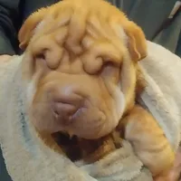 BAMBA, a male Chinese Shar-Pei for sale in Kingman, AZ – Photo 4 of 9