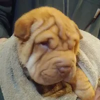 BAMBA, a male Chinese Shar-Pei for sale in Kingman, AZ – Photo 3 of 9