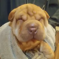 BAMBA, a male Chinese Shar-Pei for sale in Kingman, AZ – Photo 2 of 9