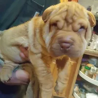 BAMBA, a male Chinese Shar-Pei for sale in Kingman, AZ – Photo 6 of 9