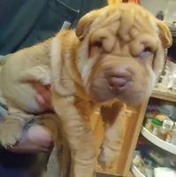 processed/b6b17ad3-14de-4adc-bd53-a1aeba7c480a/listing/14507490-0d56-4e33-a673-6331a1d610df/e093be0c-2ac6-485c-b85d-395000e131e4