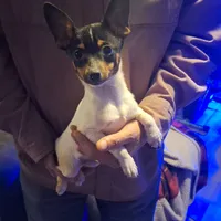 Jasper, a male Toy Fox Terrier for sale in Kingman, AZ – Photo 5 of 6