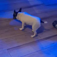 Jasper, a male Toy Fox Terrier for sale in Kingman, AZ – Photo 4 of 6