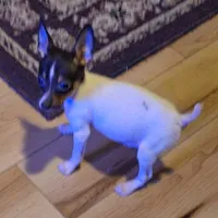 Jasper, a male Toy Fox Terrier for sale in Kingman, AZ – Photo 1 of 6