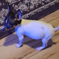 Jasper, a male Toy Fox Terrier for sale in Kingman, AZ – Photo 3 of 6