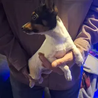 Jasper, a male Toy Fox Terrier for sale in Kingman, AZ – Photo 6 of 6