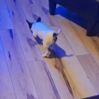 Jasper, a male Toy Fox Terrier for sale in Kingman, AZ – Photo 2 of 6