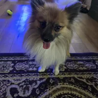 AKC Prince, a male Pomeranian for sale in Kingman, AZ – Photo 1 of 9