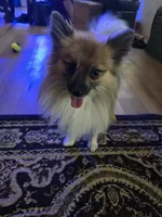 AKC Prince, a male Pomeranian for sale in Kingman, AZ – Photo 1 of 9