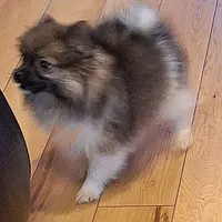 AKC Prince, a male Pomeranian for sale in Kingman, AZ – Photo 9 of 9