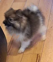 AKC Prince, a male Pomeranian for sale in Kingman, AZ – Photo 9 of 9