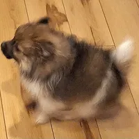 AKC Prince, a male Pomeranian for sale in Kingman, AZ – Photo 6 of 9