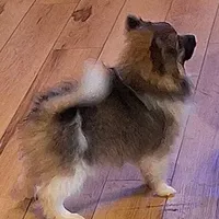 AKC Prince, a male Pomeranian for sale in Kingman, AZ – Photo 5 of 9