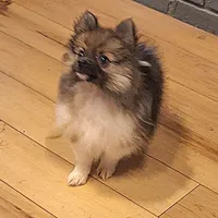 AKC Prince, a male Pomeranian for sale in Kingman, AZ – Photo 4 of 9