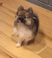 AKC Prince, a male Pomeranian for sale in Kingman, AZ – Photo 4 of 9