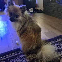 AKC Prince, a male Pomeranian for sale in Kingman, AZ – Photo 2 of 9